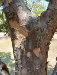 Afrocarpus falcatus image