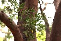 Afrocarpus falcatus image