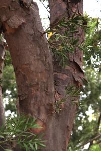 Afrocarpus falcatus image