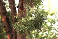 Afrocarpus falcatus image