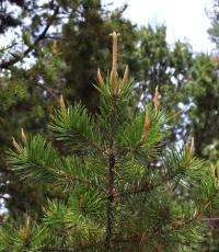 Pinus cembroides image