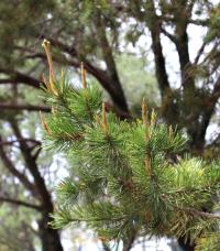 Pinus cembroides image