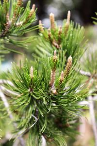 Pinus cembroides image