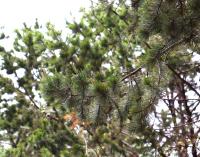 Pinus cembroides image