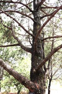 Pinus cembroides image