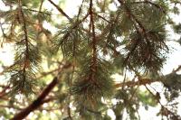 Pinus cembroides image