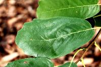 Quercus polymorpha image