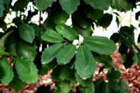 Quercus polymorpha image