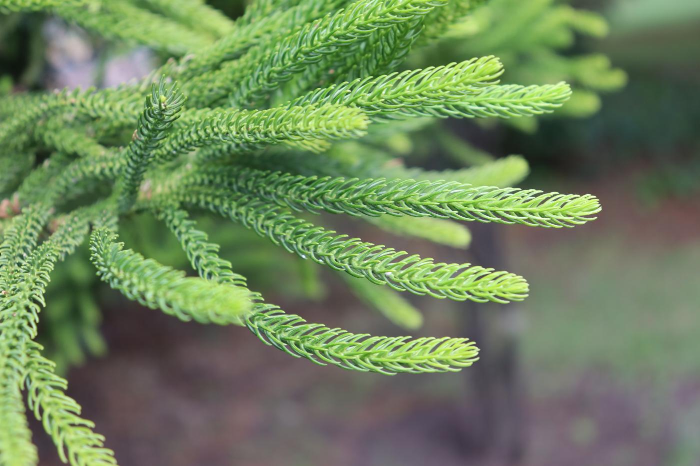 Araucaria columnaris image