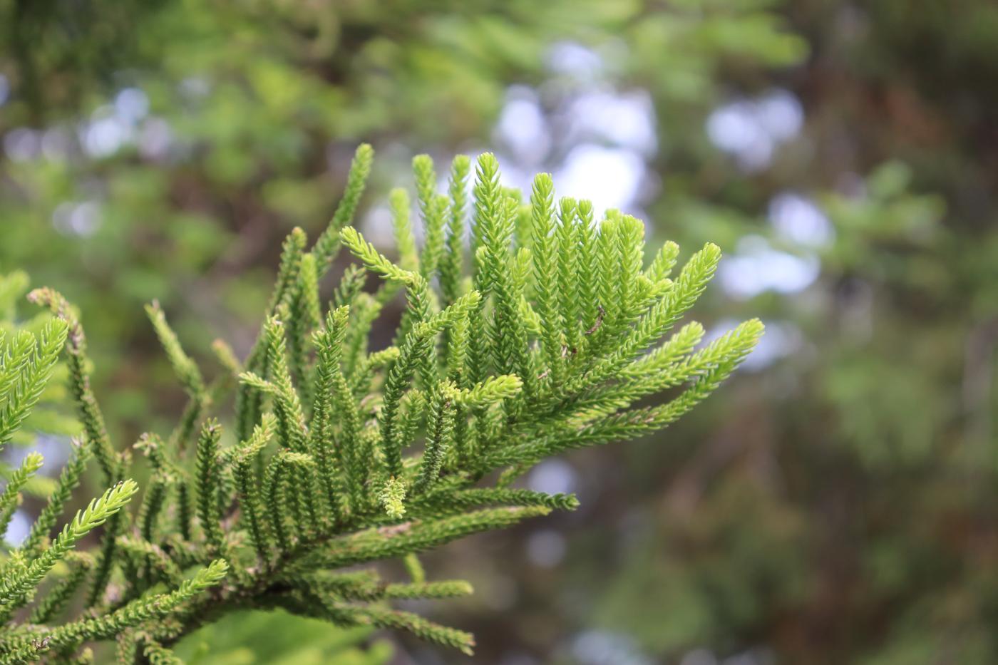 Araucaria columnaris image