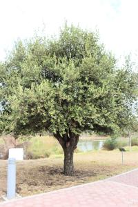 Quercus suber image