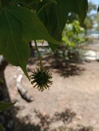 Liquidambar styraciflua image