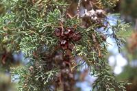 Hesperocyparis lusitanica image