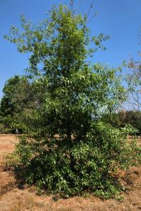 Quercus acutifolia image