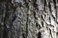 Pinus teocote image
