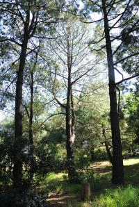 Pinus teocote image