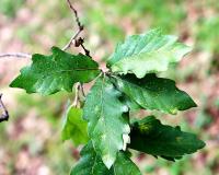 Quercus microphylla image