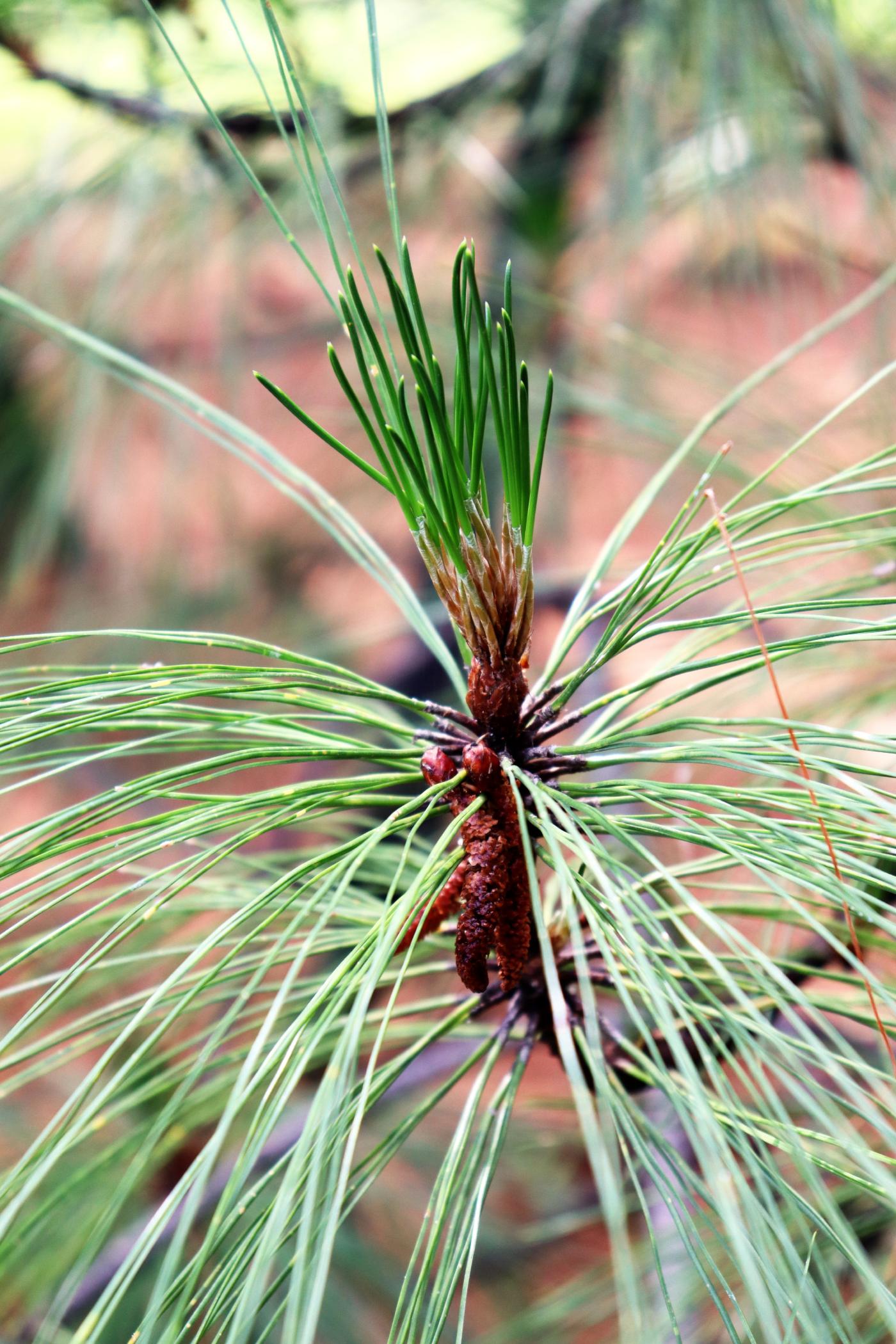 Pinus ayacahuite image