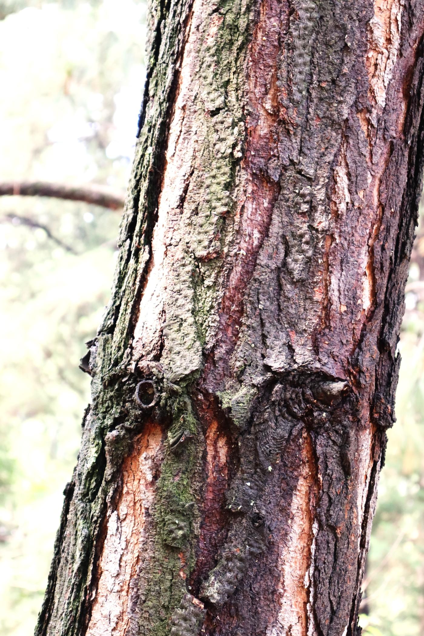 Pinus ayacahuite image