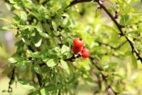 Pyracantha koidzumii image
