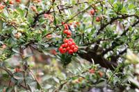 Pyracantha koidzumii image