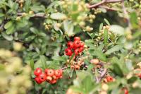 Pyracantha koidzumii image