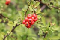 Pyracantha koidzumii image