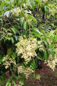 Ligustrum lucidum image