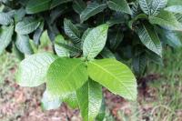 Quercus rysophylla image