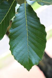 Quercus liebmannii image