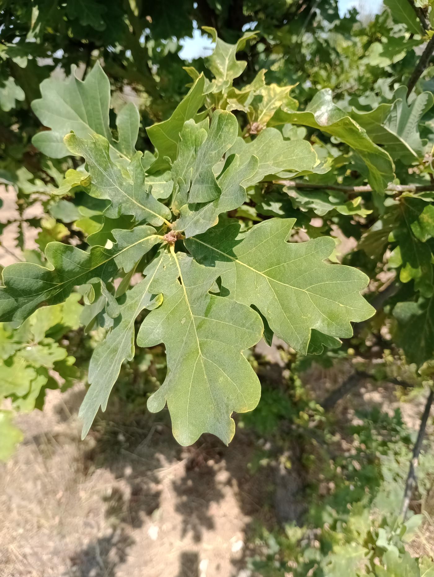 Quercus robur image