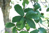 Quercus ariifolia image