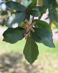 Quercus ariifolia image