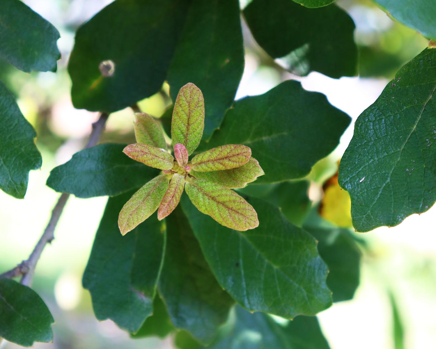 Quercus ariifolia image