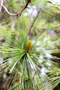 Pinus maximartinezii image