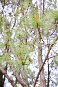 Pinus maximartinezii image