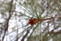 Pinus maximartinezii image