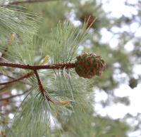 Pinus maximartinezii image
