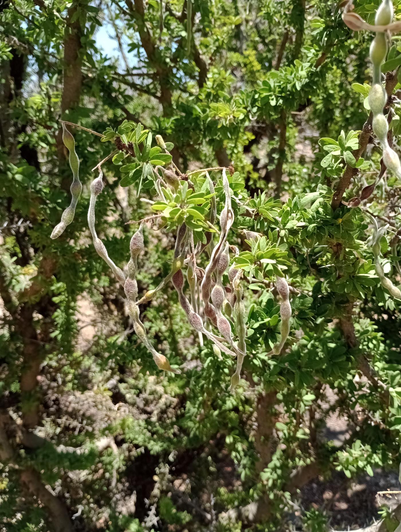 Vachellia bilimekii image