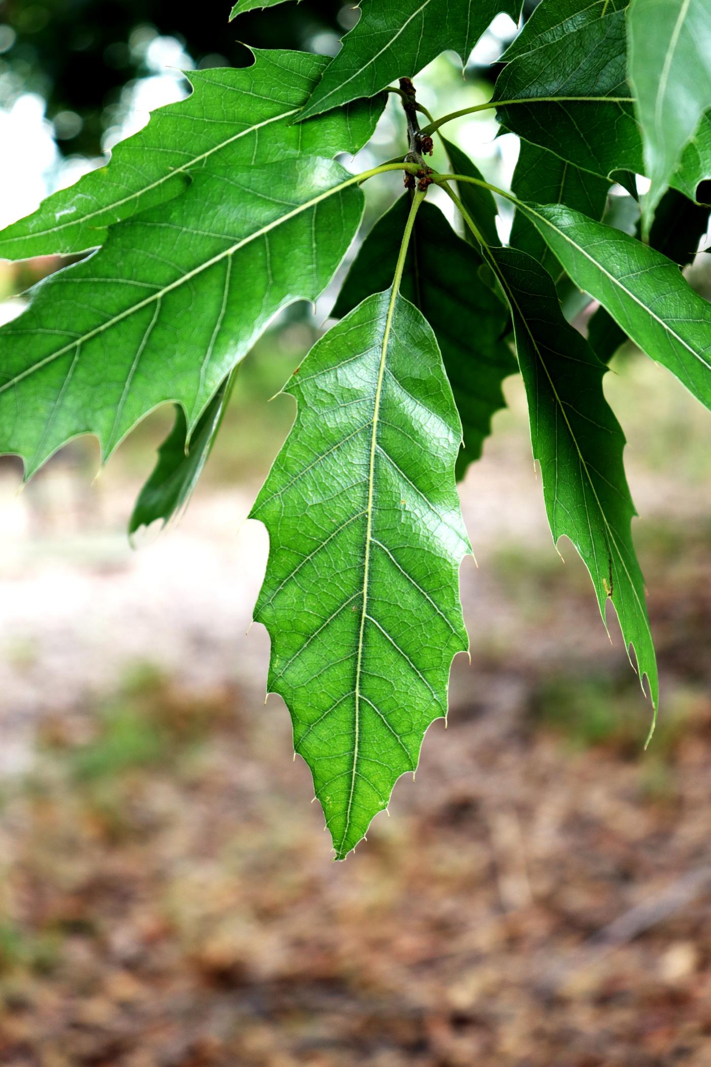 Quercus grahamii image