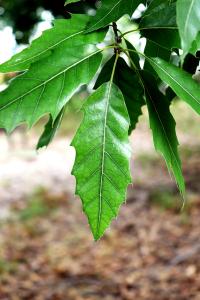 Quercus acutifolia image