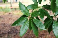Quercus acutifolia image