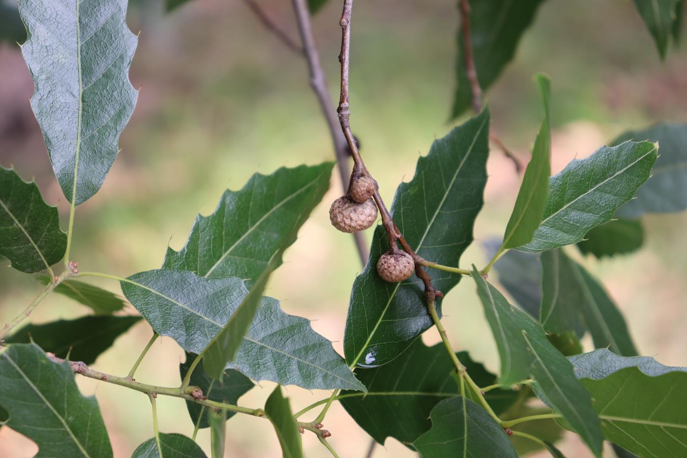 Quercus acutifolia image