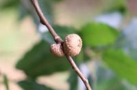 Quercus acutifolia image