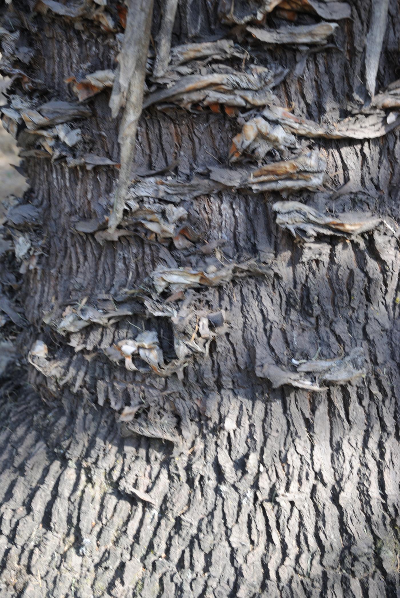 Furcraea macdougallii image