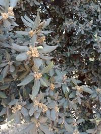 Quercus ilex image