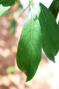 Garrya laurifolia image
