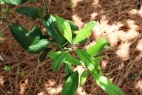 Garrya laurifolia image