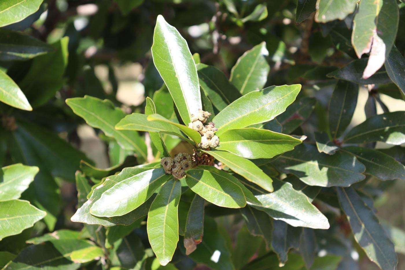 Quercus lancifolia image