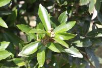 Quercus lancifolia image